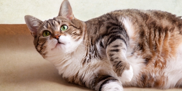 Recognizing And Helping Overweight And Obese Cats Preventive Vet